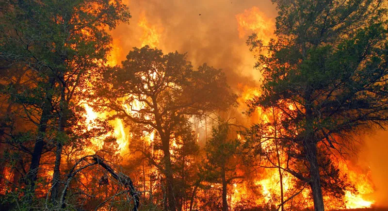 dampak buruk dari kebakaran hutan